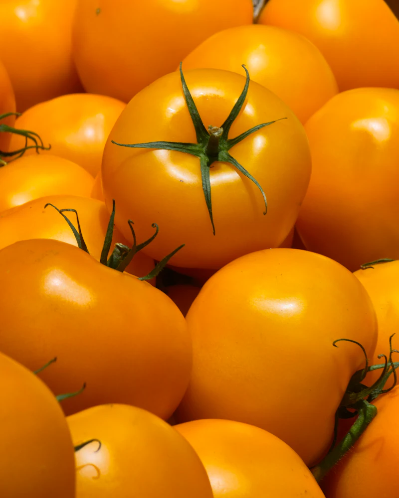 A cluster of golden yellow tomatoes with green stems in bright daylight.